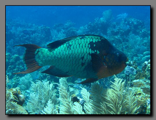 rainbow parrotfish